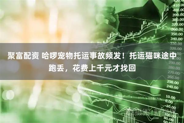 聚富配资 哈啰宠物托运事故频发!托运猫咪途中跑丢,花费上千元才找回